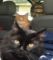 The Cat Daddy Hauling Crew